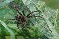 Dolomedes scriptus