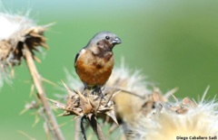 Sporophila ruficollis