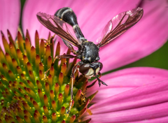 Physocephala furcillata