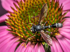 Physocephala furcillata