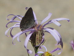 Satyrium semiluna