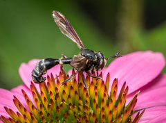 Physocephala furcillata