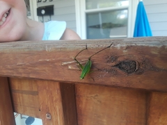 Tettigoniidae