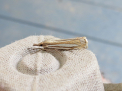 Crambus laqueatellus