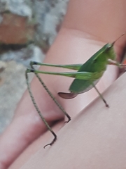 Tettigoniidae