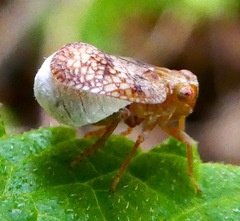 Fulgoraecia exigua