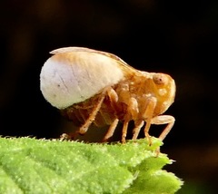 Fulgoraecia exigua