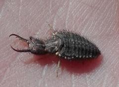 Distoleon tetragrammicus