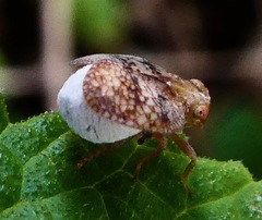 Fulgoraecia exigua