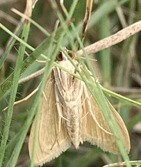 Microtheoris ophionalis