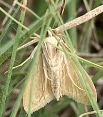 Microtheoris ophionalis