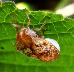 Fulgoraecia exigua