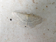 Scopula inductata