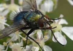 Chrysosomopsis aurata