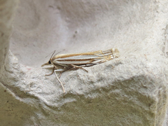 Crambus laqueatellus