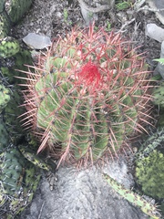 Ferocactus pilosus