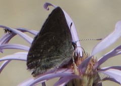 Satyrium semiluna