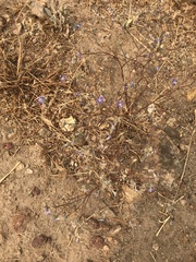 Eriastrum sapphirinum sapphirinum
