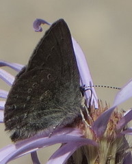 Satyrium semiluna