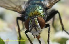 Chrysosomopsis aurata