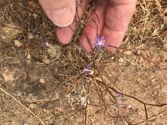 Eriastrum sapphirinum sapphirinum
