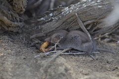 Notiosorex crawfordi