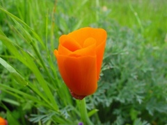 Eschscholzia californica