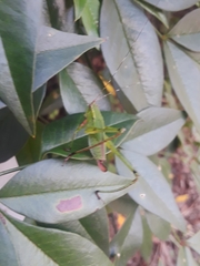 Tettigoniidae