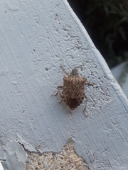 Halyomorpha halys