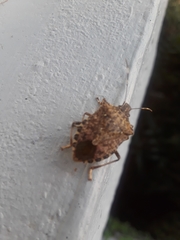 Halyomorpha halys