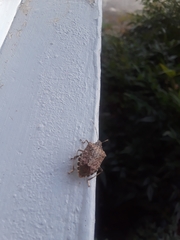 Halyomorpha halys