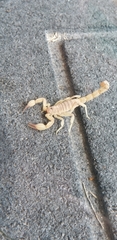 Chihuahuanus cazieri
