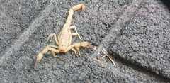 Chihuahuanus cazieri