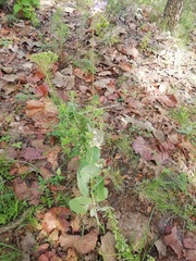 Roldana sessilifolia