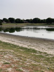 Himantopus mexicanus