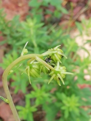Roldana sessilifolia