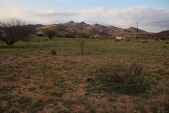 Colchicum capense ciliolatum