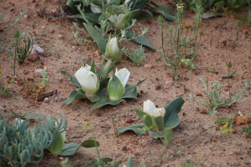 Colchicum capense
