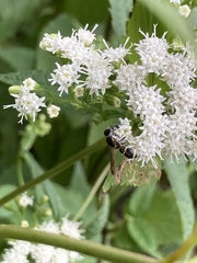 Parancistrocerus pensylvanicus