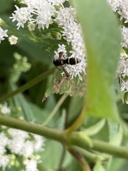 Parancistrocerus pensylvanicus