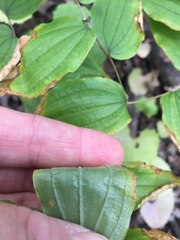 Prosartes lanuginosa