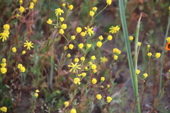Senecio abruptus
