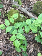 Prosartes lanuginosa