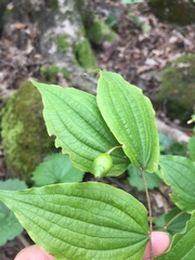 Prosartes lanuginosa