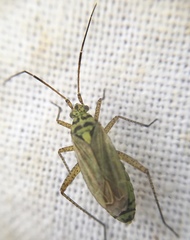 Oncotylus viridiflavus
