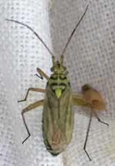 Oncotylus viridiflavus
