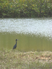 Egretta caerulea