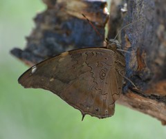 Historis acheronta