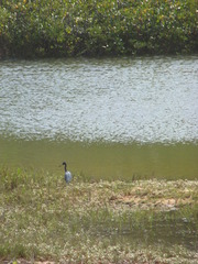 Egretta caerulea