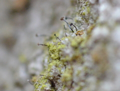 Chaenothecopsis pusiola